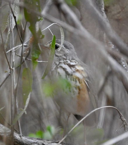 White-browed Antpitta (Hylopezus ochroleucus), photo 6