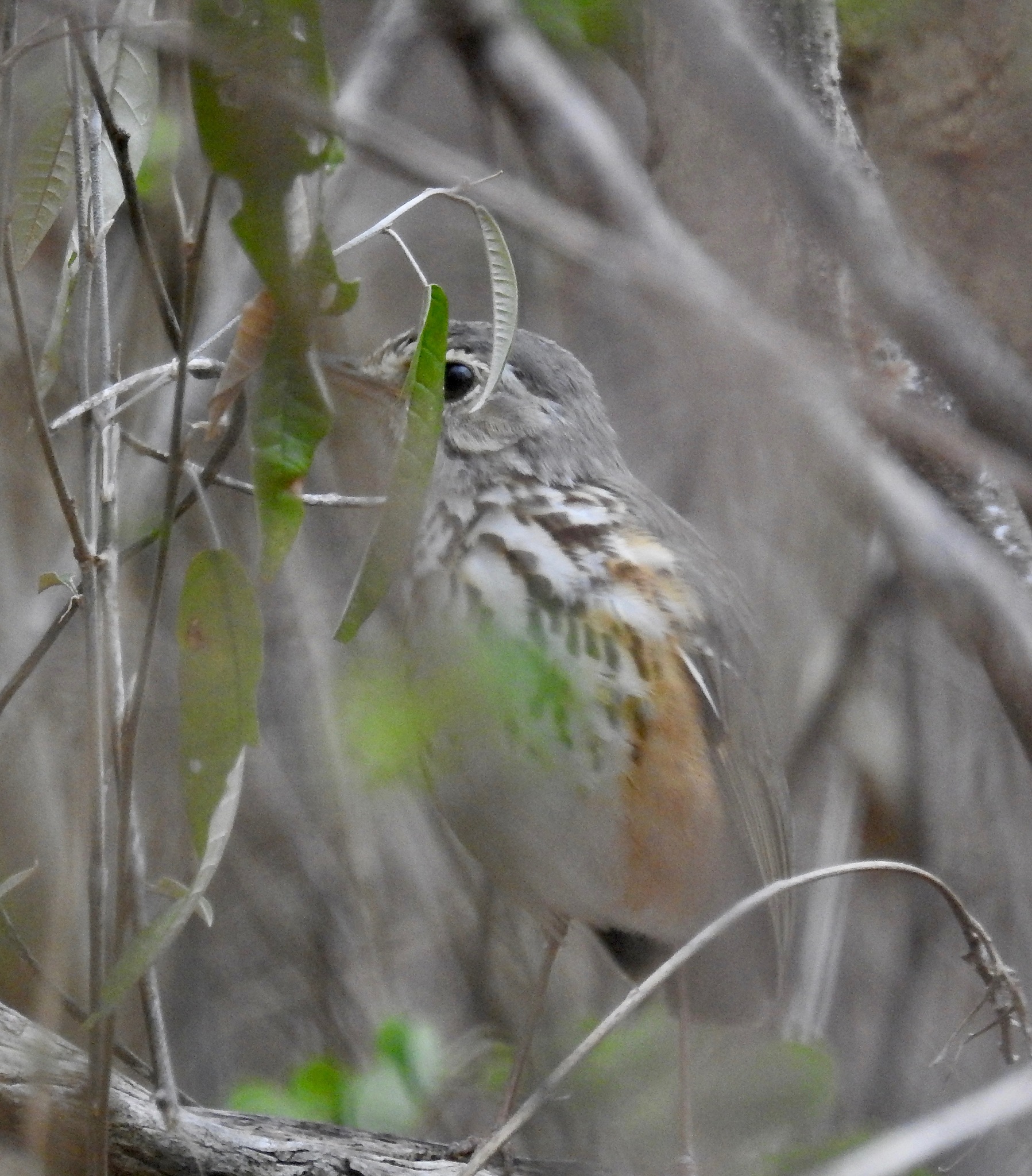 White-browed Antpitta (Hylopezus ochroleucus), photo 3
