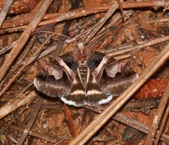 Drasteria grandirena