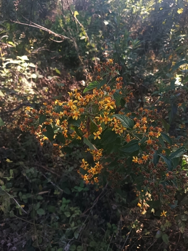 Image of Calea urticifolia by (c) Ricardo Betancourt Sánchez, some rights reserved (CC BY)