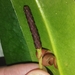 Anthurium langsdorffii Schott 4