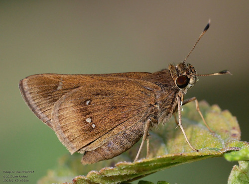 Double-dotted Skipper photo 3