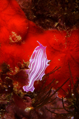 Pink Flatworm, Leiria, Portugal, photo 8 of 10