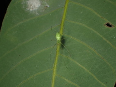 Tetragnatha squamata