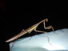 Tenodera aridifolia