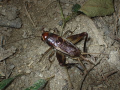 Macroteleogryllus