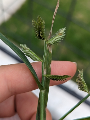 Fat-spiked yard-grass (Eleusine multiflora)