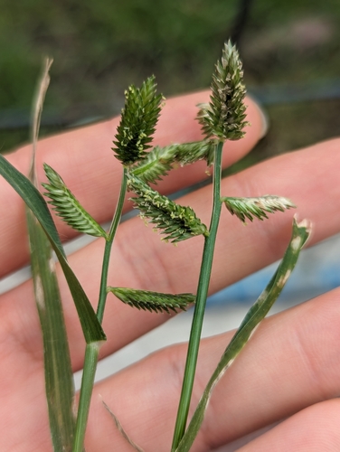 Image of Eleusine multiflora by (c) Zihao Wang, some rights reserved (CC BY)