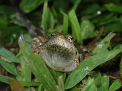 Microhyla pulchra