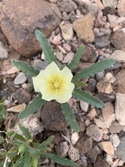 Mentzelia tricuspis
