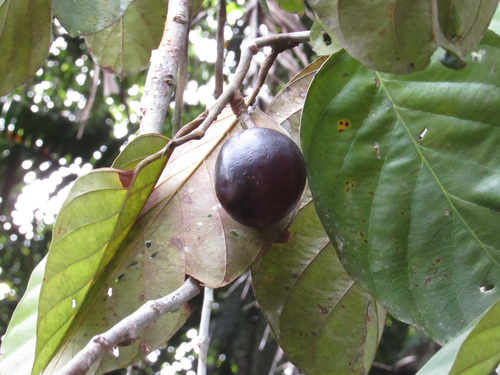 Poraqueiba sericea observed 2018-03-06
