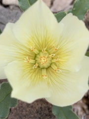 Mentzelia tricuspis