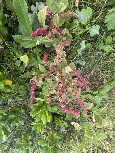 Amaranthus hybridus observed 2023-12-29
