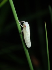 Cofana spectra