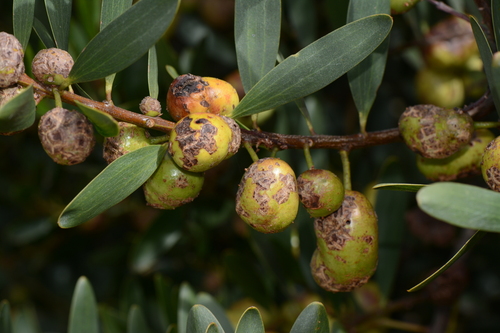 Longleaf Wattle Gall Wasp