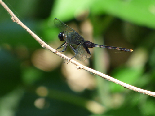 Photo of Black Pondhawk (Erythemis attala)
