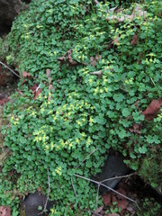 Chrysosplenium flagelliferum