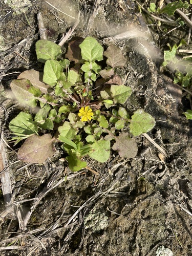 Lapsanastrum apogonoides iNat (3)