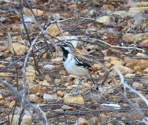 Stripe-backed Antbird (Myrmorchilus strigilatus)