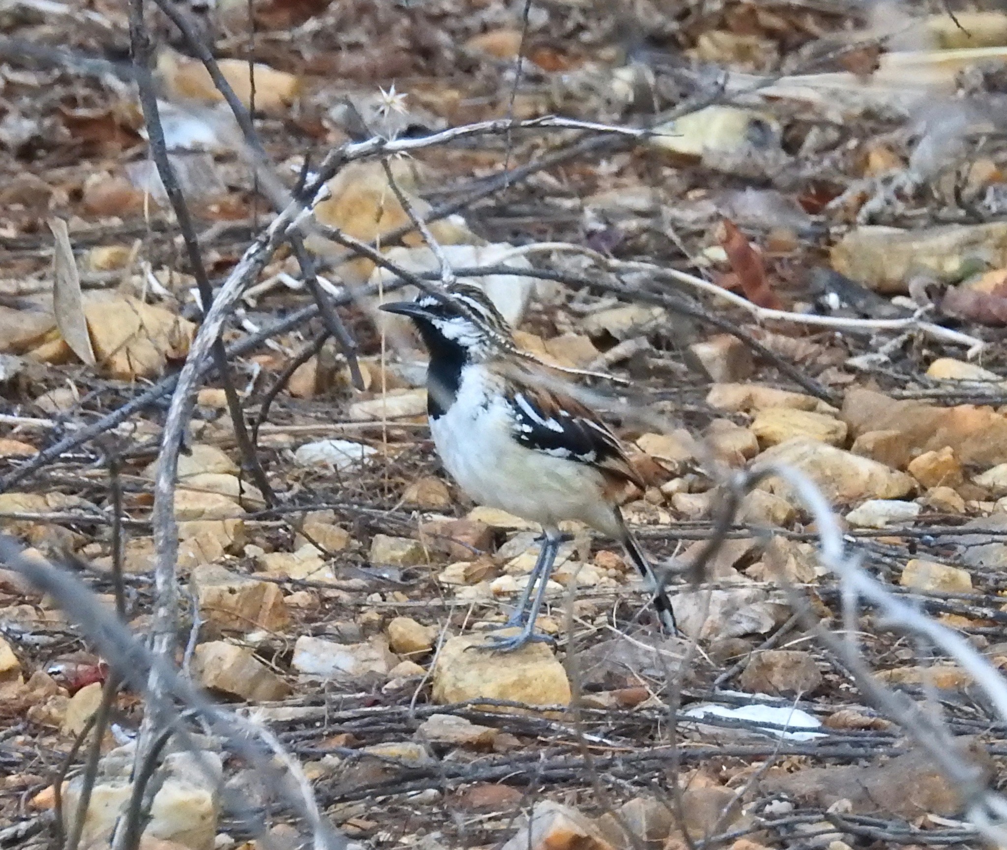 Stripe-backed Antbird (Myrmorchilus strigilatus)