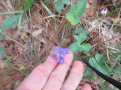 Viola palmata