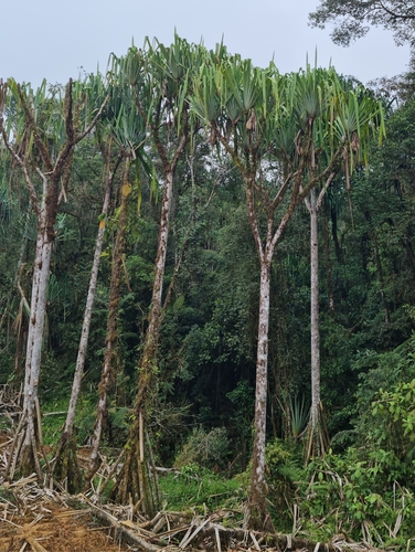 Pandanus brosimos observed 2023-12-19