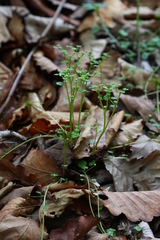 Chrysosplenium flagelliferum