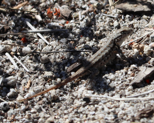 iNaturalist observation photo of Common Sagebrush Lizard