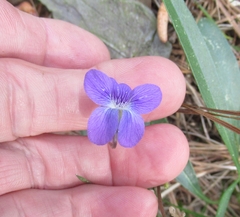 Viola palmata
