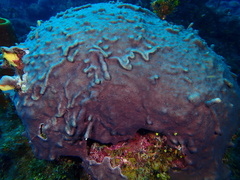 Overgrowing Mat Tunicate photo 4