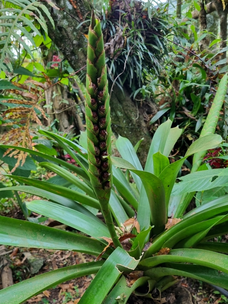 Werauhia From X3xr+g3c, Selva Negra, Nicaragua On December 29, 2023 At 