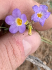 Phacelia fremontii