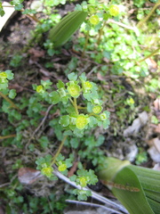 Chrysosplenium flagelliferum