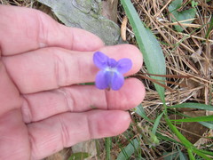 Viola palmata