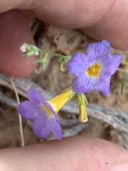 Phacelia fremontii