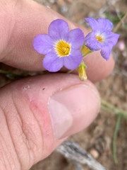 Phacelia fremontii