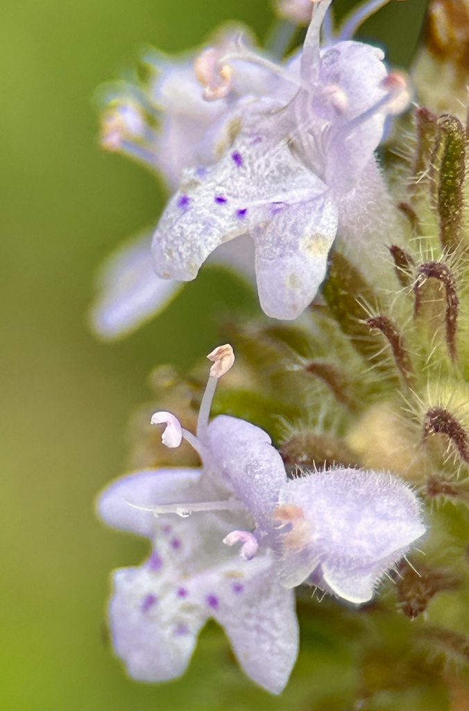 Florida pennyroyal from Big Cypress National Preserve, Immokalee, FL