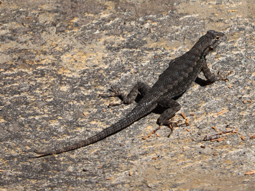 iNaturalist observation photo of Sierra Fence Lizard