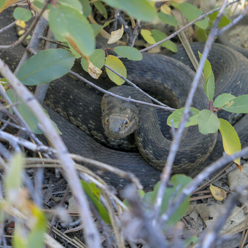iNaturalist observation photo of Sierra Garter Snake