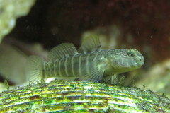 Naked Goby photo 2
