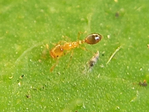 Monomorium luisaeMonomorium luisae