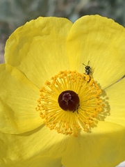 Arctomecon californica