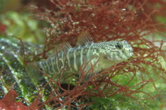 Naked Goby photo 5