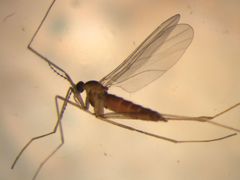Lestremia