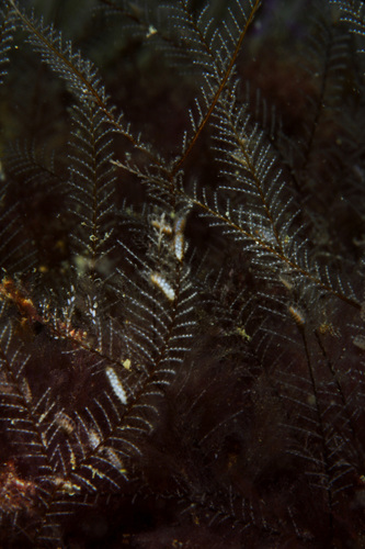 Photo of Feather hydroid (Aglaophenia pluma)