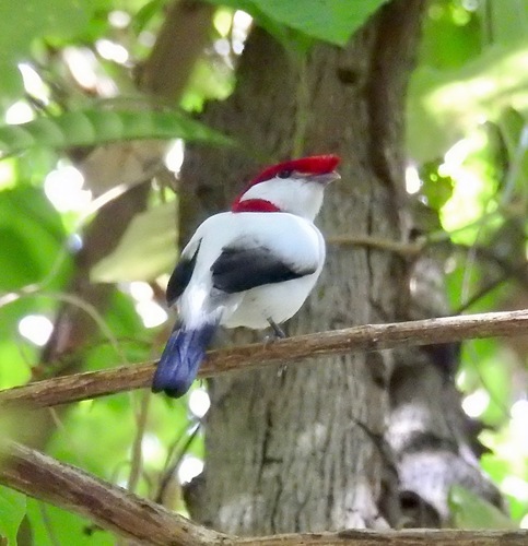 Araripe Manakin (Chiroxiphia bokermanni), photo 5
