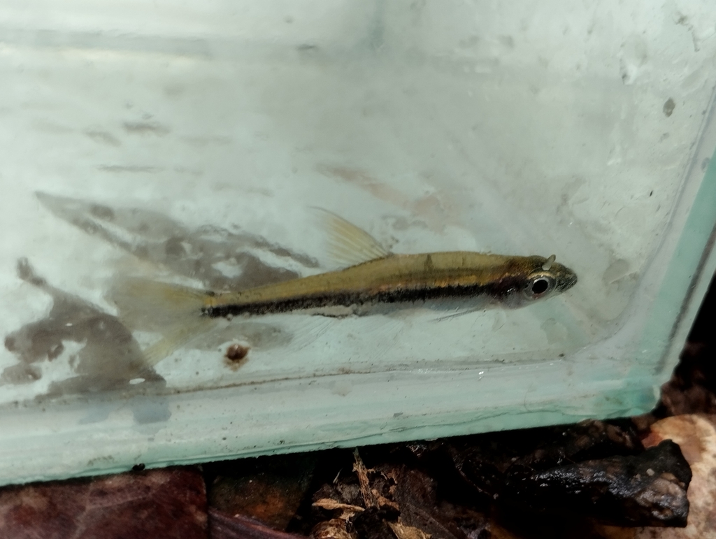Graceful rasbora (Trigonopoma gracile) — Cyprinidae