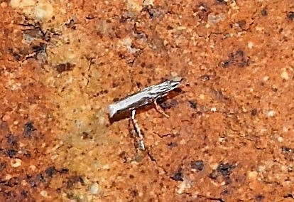 Ornica australis