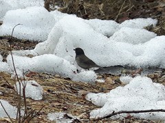 Junco hyemalis cismontanus