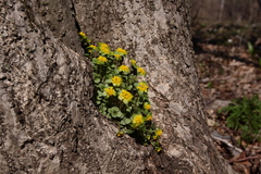 Chrysosplenium pilosum